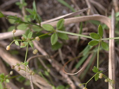 Galium bungei trachyspermum