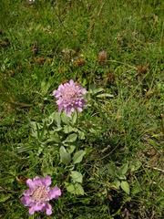Knautia mollis