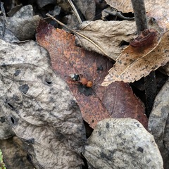 Pseudomethoca vanduzei