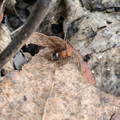 Pseudomethoca vanduzei