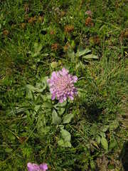 Knautia mollis