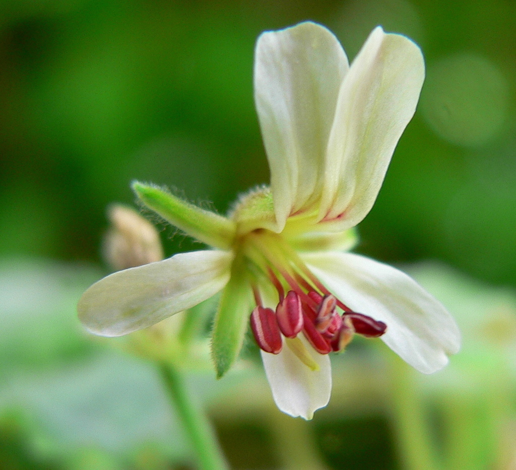 Geranium