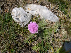 Knautia mollis