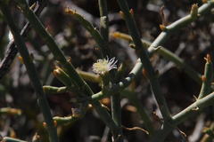 Juncea