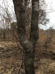 Combretum apiculatum