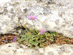 Knautia collina
