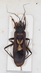 Ectomocoris cruciger