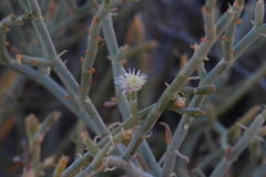Juncea