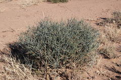 Lacomucinaea lineata