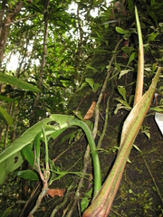 Philodendron heleniae