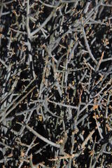 Lacomucinaea lineata