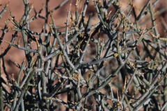 Lacomucinaea lineata