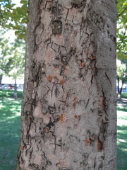 Aesculus hippocastanum