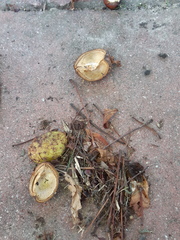 Aesculus hippocastanum