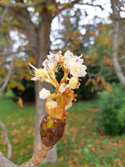 Aesculus hippocastanum