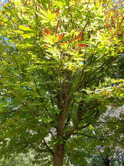 Aesculus hippocastanum