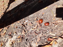 Aesculus hippocastanum