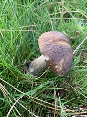 Leccinum scabrum