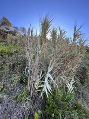 Arundo donax versicolor