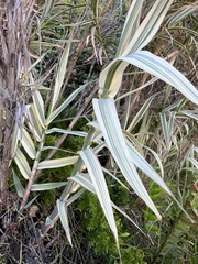 Arundo donax versicolor