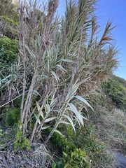 Arundo donax versicolor