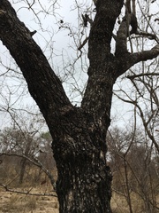 Combretum apiculatum