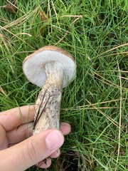 Leccinum scabrum