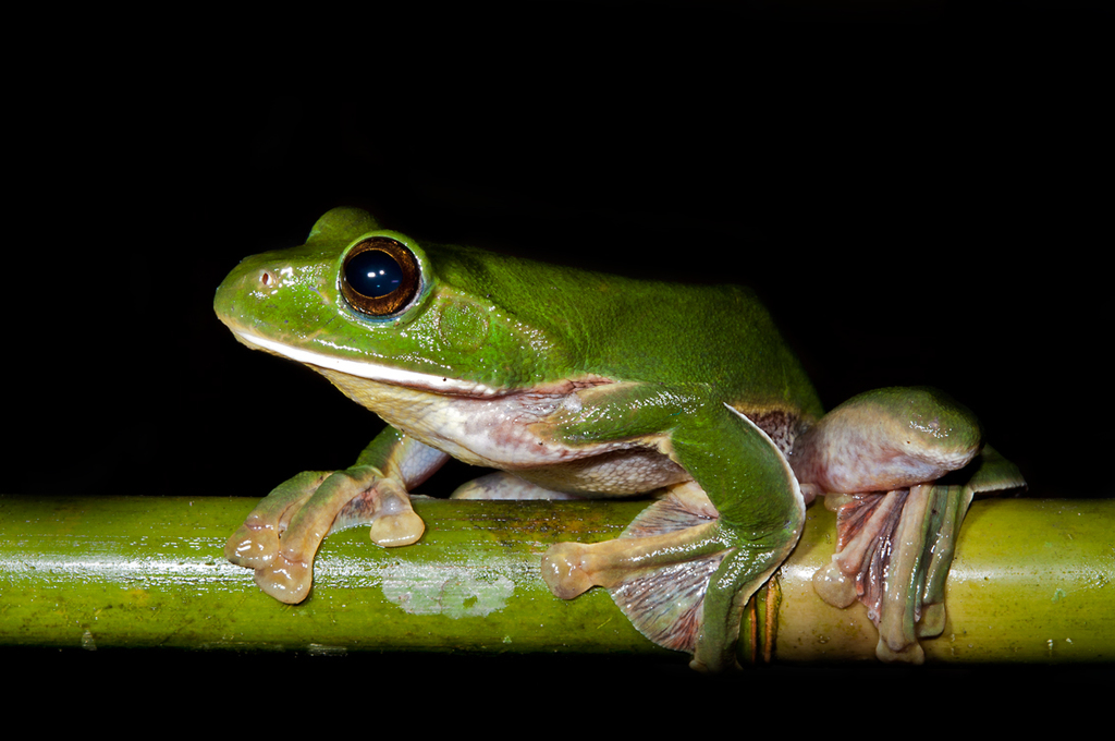 Giant Treefrog