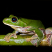 White-lipped Treefrog - Photo (c) chintan sheth, some rights reserved (CC BY-NC), uploaded by chintan sheth