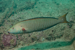 Ring Wrasse photo 3