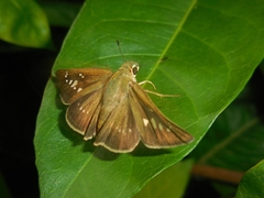 Polytremis lubricans