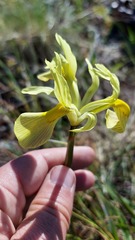 Moraea fugax