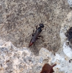 Dolichurus haemorrhous