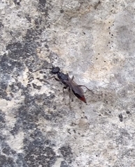 Dolichurus haemorrhous