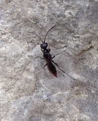 Dolichurus haemorrhous