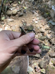 Atrocalopteryx melli