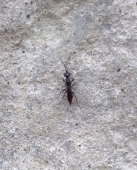 Dolichurus haemorrhous