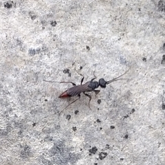 Dolichurus haemorrhous