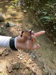 Atrocalopteryx melli