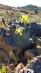 Moraea fugax