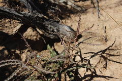Xysmalobium gomphocarpoides