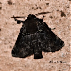 Semyra zinie
