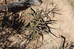 Xysmalobium gomphocarpoides