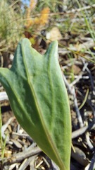 Othonna digitata
