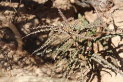 Xysmalobium gomphocarpoides