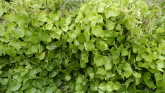 Dioscorea esculenta spinosa