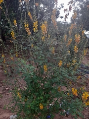 Crotalaria longirostrata