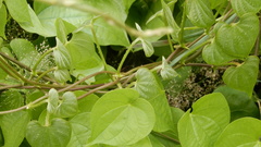 Dioscorea esculenta spinosa