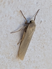 Eilema interpositella