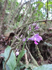 Calanthe sylvatica image